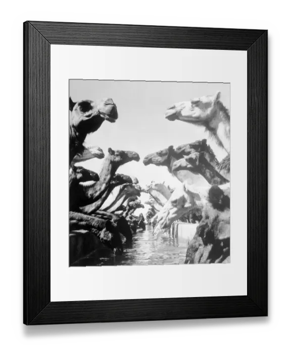 Framed Print : Camels Drinking Framed Print : Camels Drinking