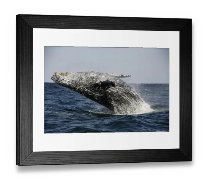Framed Print : Arching back