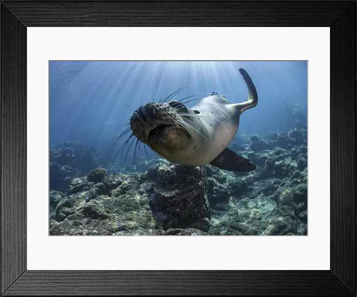 Framed Print : Whiskers And Rays Framed Print : Whiskers And Rays