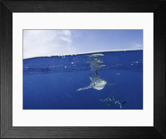 Framed Print : GRRRR. Blue shark swimming near the surface, at the dive site called Azores