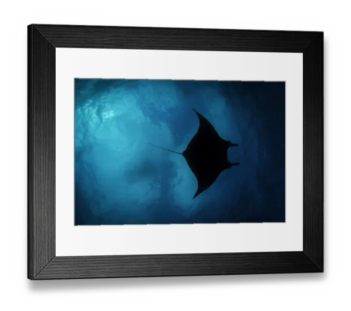 Framed Print : Manta Silhouette Framed Print : Manta Silhouette