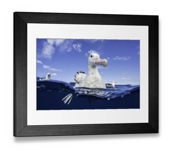 Framed Print : Close up of a wandering albatross floating on the waters surface, North Island Framed Print : Close up of a wandering albatross floating on the waters surface, North Island