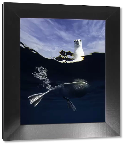 Split view of a black browed albatross floating on the waters surface, New Zealand