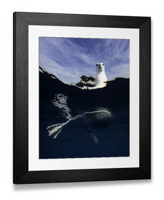 Framed Print : Split view of a black browed albatross floating on the waters surface, New Zealand