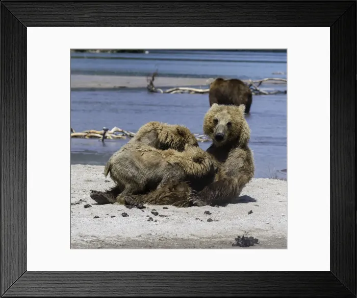 Framed Print : Brown Bear Nursing Cubs Framed Print : Brown Bear Nursing Cubs