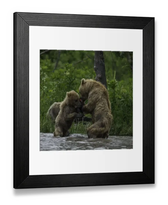 Framed Print : Mother And Cub Brown Bears Wrestle Framed Print : Mother And Cub Brown Bears Wrestle
