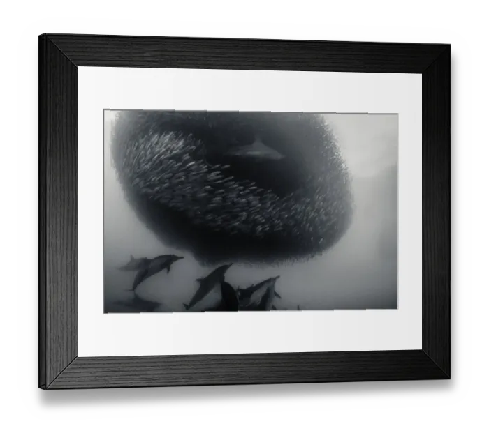 Framed Print : Common dolphins and a bronze whaler shark attacking a sardine bait ball during the annual Framed Print : Common dolphins and a bronze whaler shark attacking a sardine bait ball during the annual
