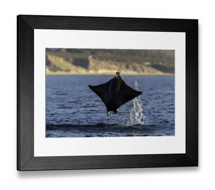 Framed Print : Close up view of a Munks devil ray(mobula munkiana) breaching in the early morning