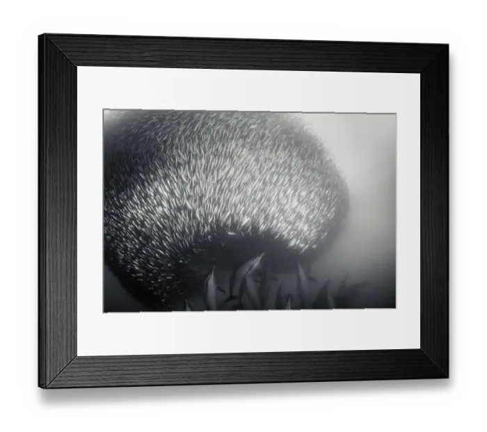 Framed Print : Common dolphins attacking a sardine bait ball during the annual sardine run, Wild Coast Framed Print : Common dolphins attacking a sardine bait ball during the annual sardine run, Wild Coast