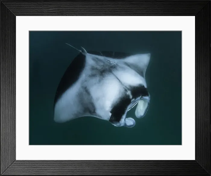 Framed Print : Looking down on a manta ray as it feeds on plankton, Hanifaru Bay, Baa Atoll, Maldives