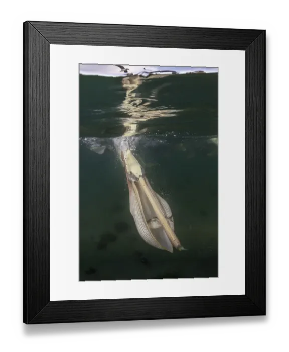 Framed Print : Split level view of a Brown pelican feeding on fish scraps discarded by fishermen Framed Print : Split level view of a Brown pelican feeding on fish scraps discarded by fishermen