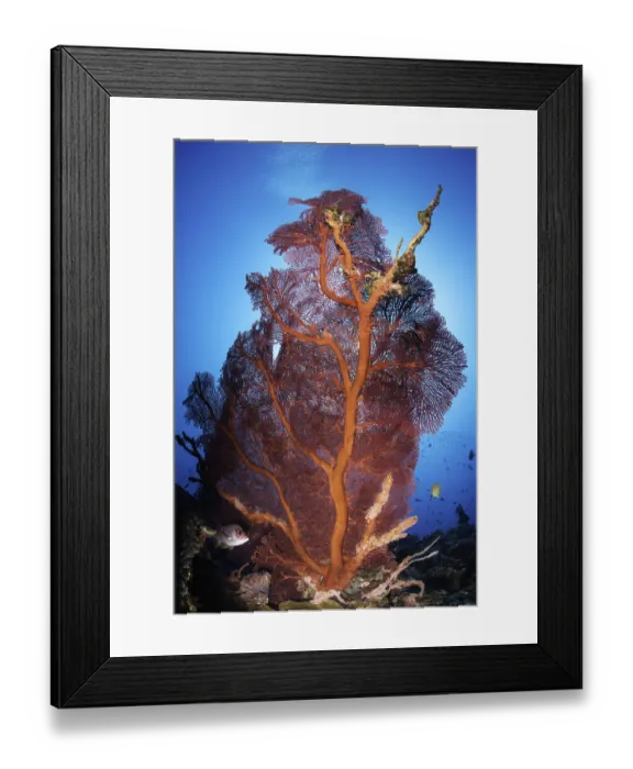 Framed Print : Gorgonian sea fan, Kimbe Bay, Papua New Guinea Framed Print : Gorgonian sea fan, Kimbe Bay, Papua New Guinea