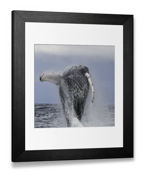 Framed Print : Humpback whale breaching during the annual migration of these whales north to the warmer Framed Print : Humpback whale breaching during the annual migration of these whales north to the warmer