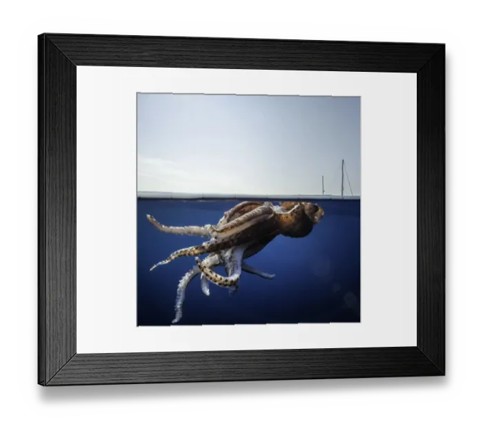 Framed Print : Split level view of an injured giant squid floating at the surface with a research yacht