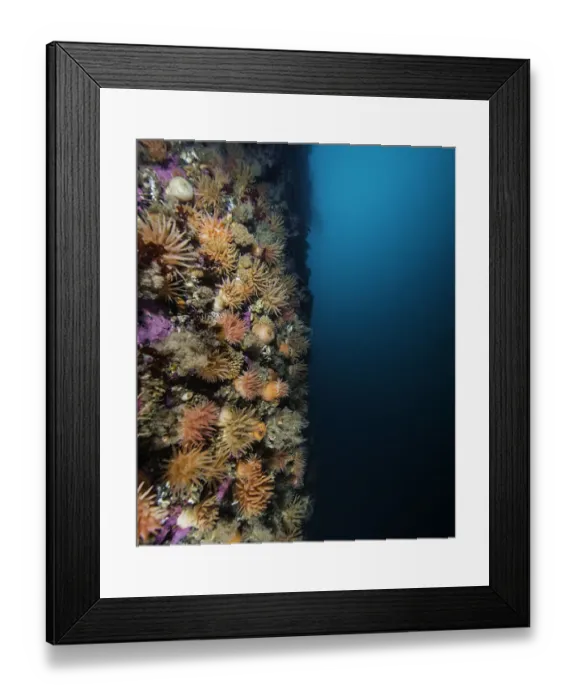 Framed Print : Wall is alive Framed Print : Wall is alive