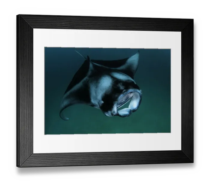 Framed Print : Looking down on a manta ray as it feeds on plankton, Hanifaru Bay, Baa Atoll, Maldives Framed Print : Looking down on a manta ray as it feeds on plankton, Hanifaru Bay, Baa Atoll, Maldives