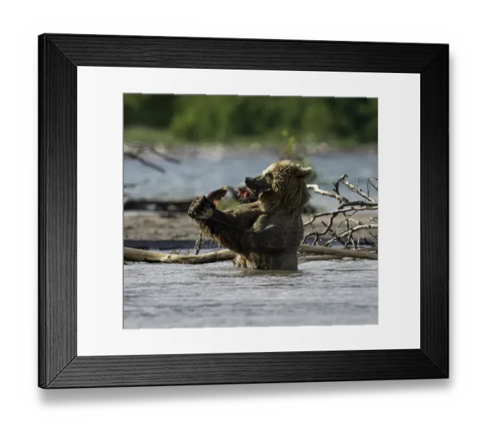 Framed Print : Brown bear bites off the tail first after it has just caught a sockeye salmon in