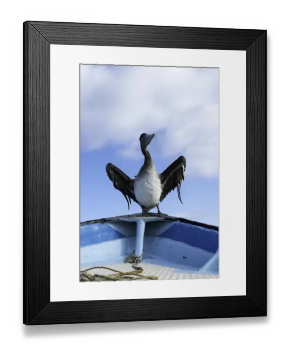 Framed Print : Brown pelican drying its wings on the bow of a fishermans boat, Magdalena Bay Framed Print : Brown pelican drying its wings on the bow of a fishermans boat, Magdalena Bay