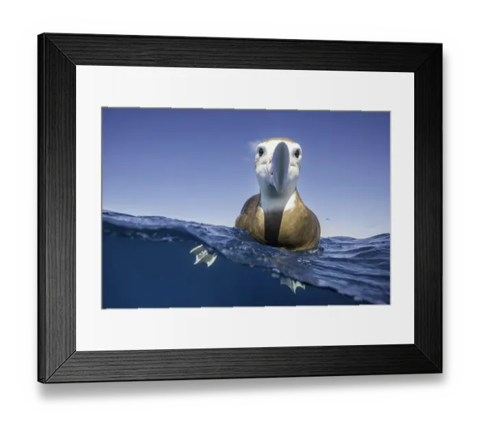 Framed Print : Over and underwater view of a brown headed albatross resting on the waters surface Framed Print : Over and underwater view of a brown headed albatross resting on the waters surface