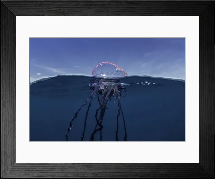 Framed Print : Portuguese man o war floating on the surface, split shot, Atlantic Ocean, Pico Island Framed Print : Portuguese man o war floating on the surface, split shot, Atlantic Ocean, Pico Island