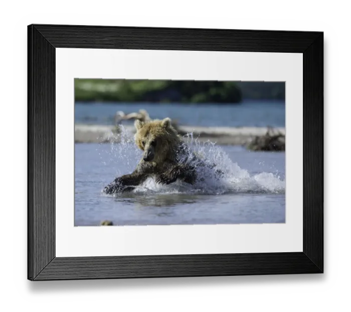 Framed Print : Kamchatka Brown Bear Hunting Framed Print : Kamchatka Brown Bear Hunting