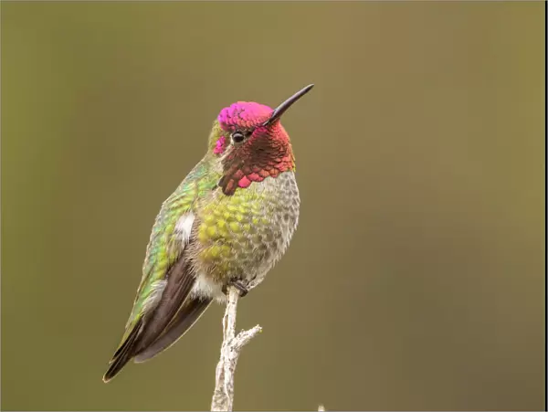 Male Annas hummingbird displaying colors, San Luis Obispo, California, USA