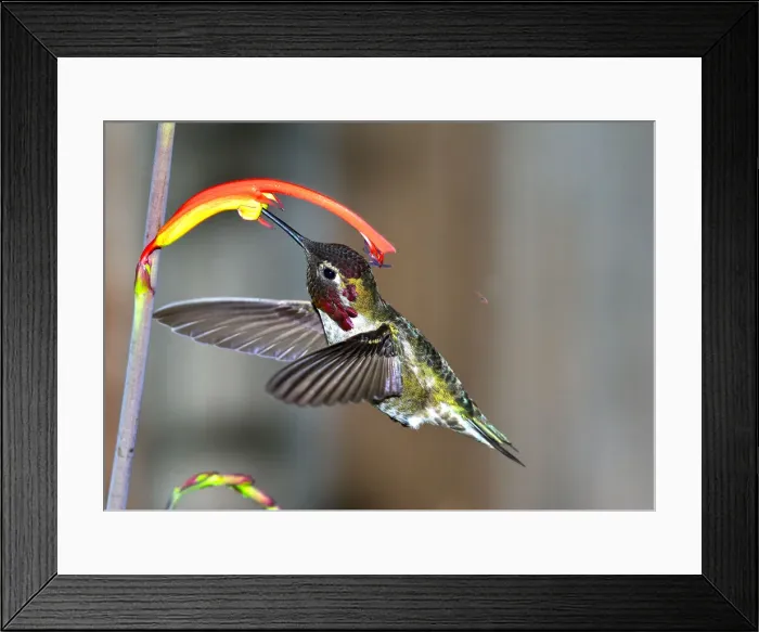 Framed Print : Annas Hummingbird role in ecosystems Framed Print : Annas Hummingbird role in ecosystems