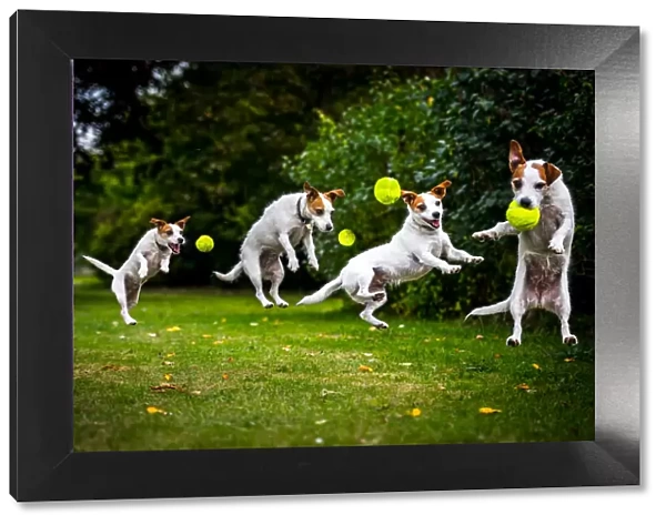 Composite of a jumping Jack Russell