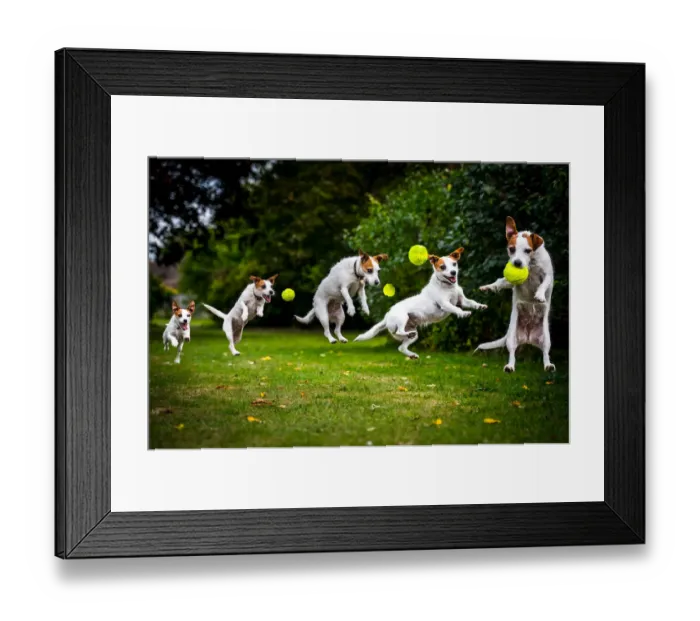 Framed Print : Composite of a jumping Jack Russell