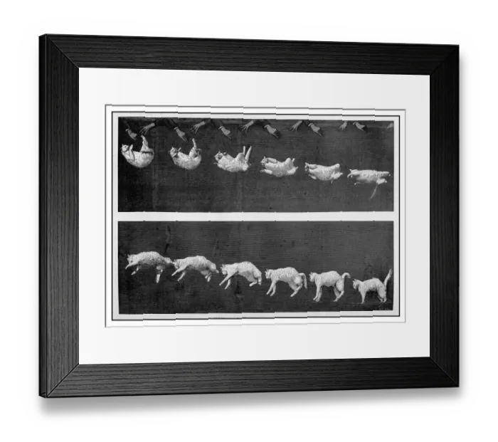 Framed Print : Antique illustration: Cat landing