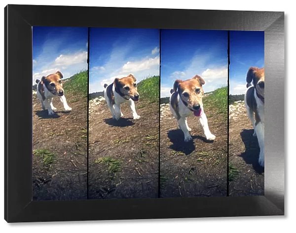 A four frame sequence of a walking dog