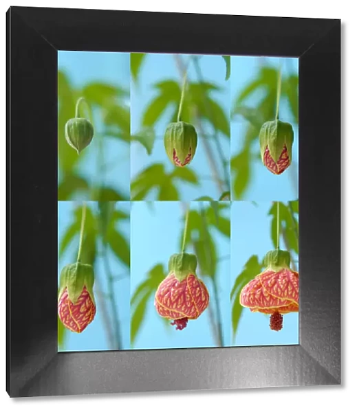 Abutilon flower blooming photo sequence