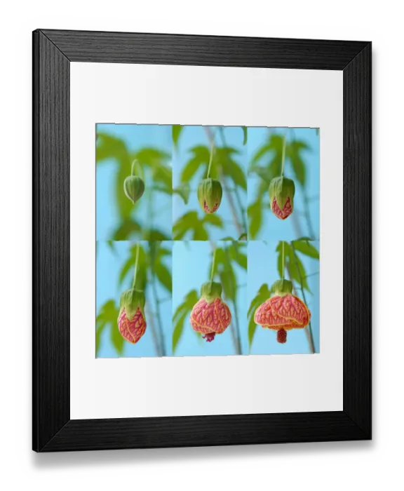 Framed Print : Abutilon flower blooming photo sequence Framed Print : Abutilon flower blooming photo sequence