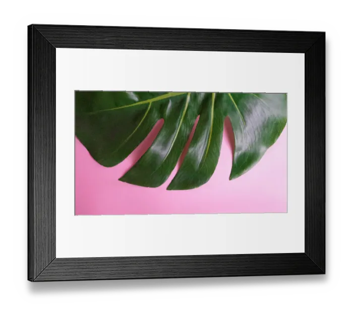 Framed Print : Tropical leaf Monstera on pink background Framed Print : Tropical leaf Monstera on pink background