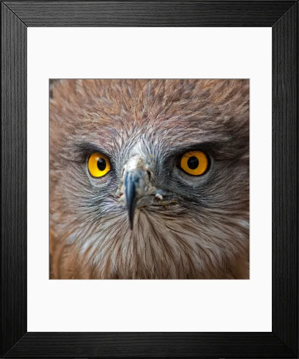 Framed Print : Eagle front view Framed Print : Eagle front view