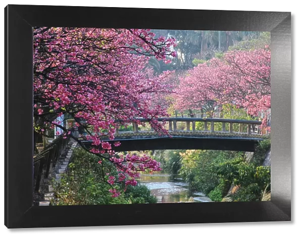 Sakura in Okinawa