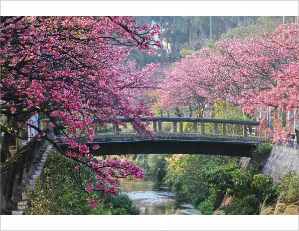 Sakura in Okinawa