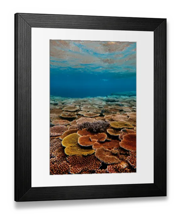 Framed Print : Pristine coral reef in southern Japan, Okinawa Framed Print : Pristine coral reef in southern Japan, Okinawa