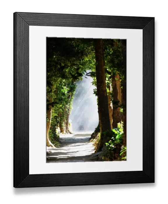 Framed Print : Biseno Fukugi Namiki (Fukugi trees in Bise) Framed Print : Biseno Fukugi Namiki (Fukugi trees in Bise)