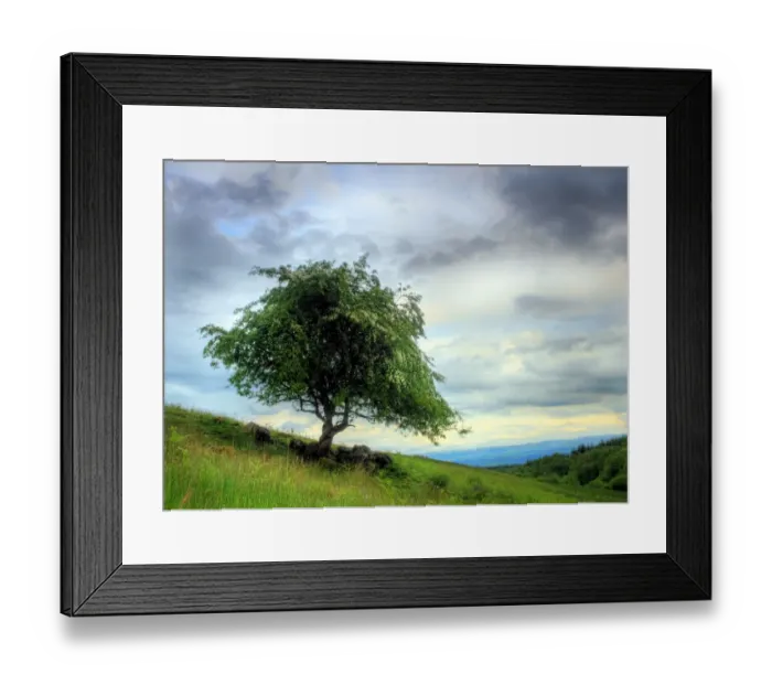 Framed Print : Hawthorn Tree Perthshire Hills Scotland Framed Print : Hawthorn Tree Perthshire Hills Scotland