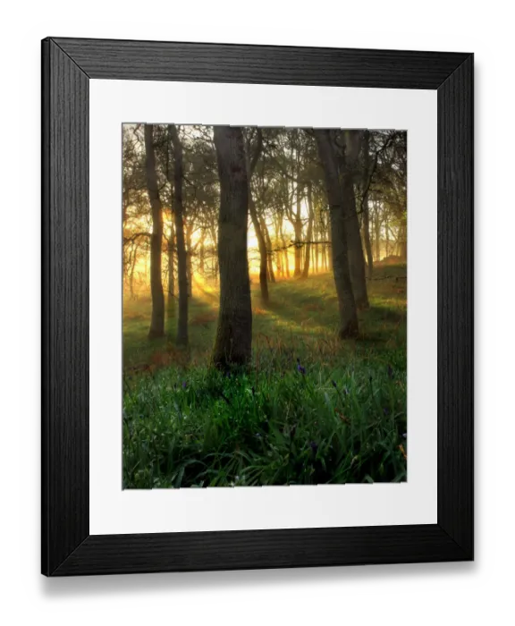 Framed Print : Mist in oak forest Framed Print : Mist in oak forest