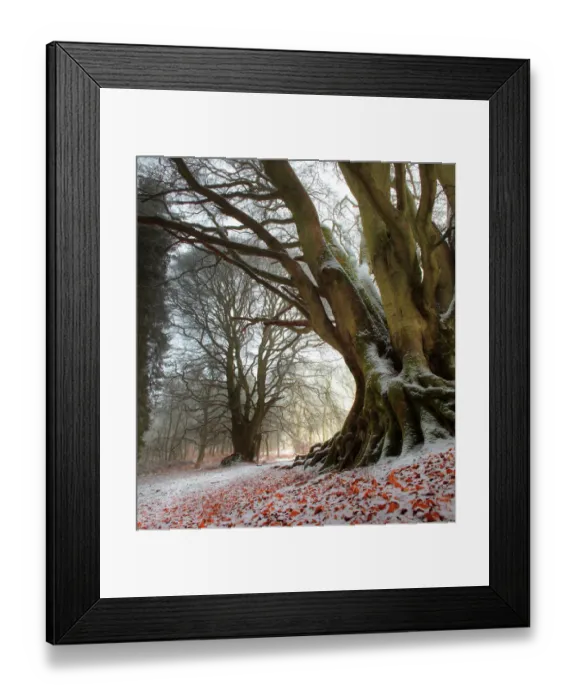 Framed Print : Winter beech forest redleaves snow mist