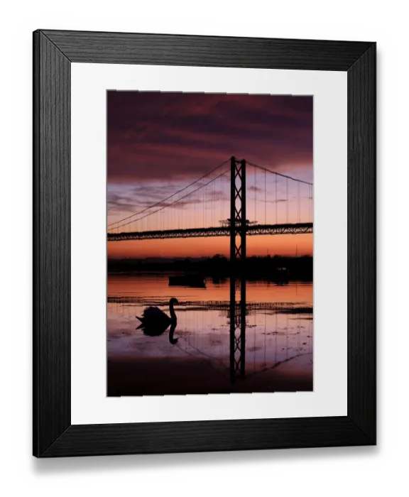Framed Print : Swan and Forth Road Suspension Bridge at sunset