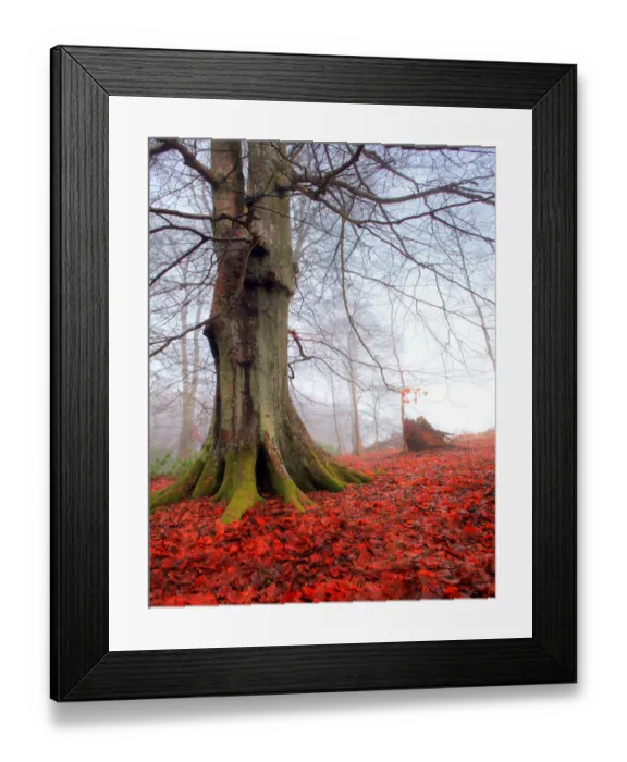 Framed Print : Beech tree in mist with red flower forest Framed Print : Beech tree in mist with red flower forest