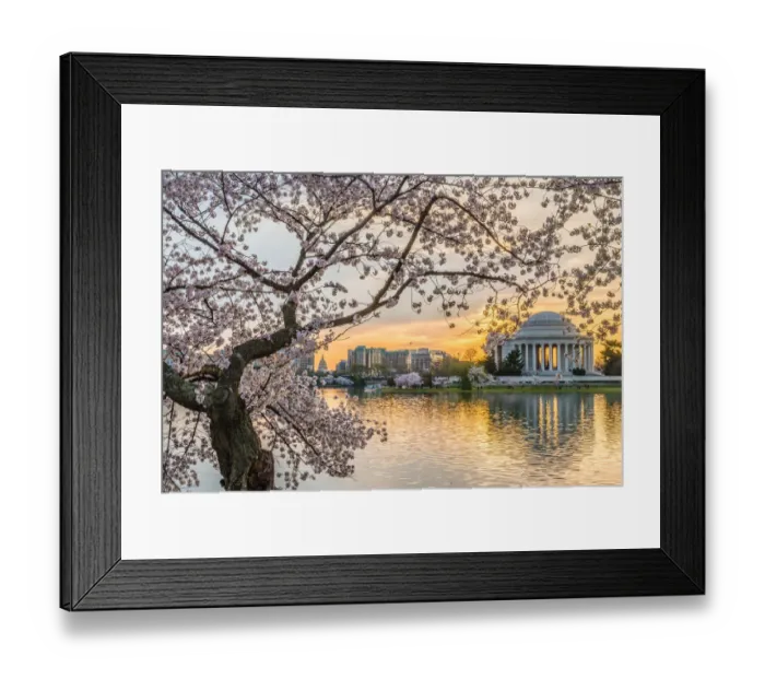 Framed Print : Jefferson and the Cherry Tree Framed Print : Jefferson and the Cherry Tree