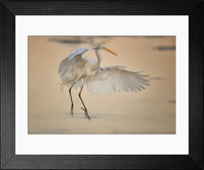 Framed Print : Egret Landing Framed Print : Egret Landing