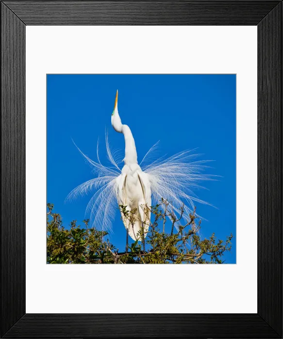 Framed Print : Egret Mating Stance Framed Print : Egret Mating Stance