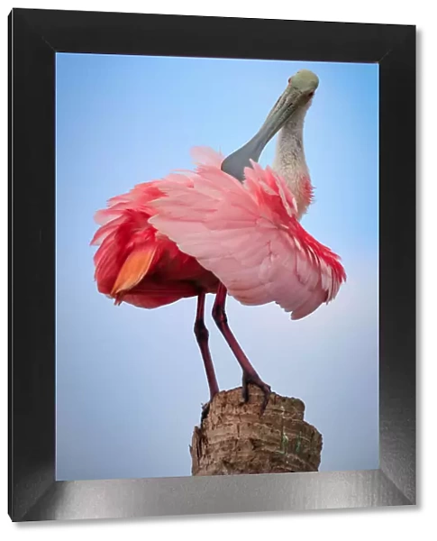 Preening Spoonbill sits atop a palm tree stump and preens