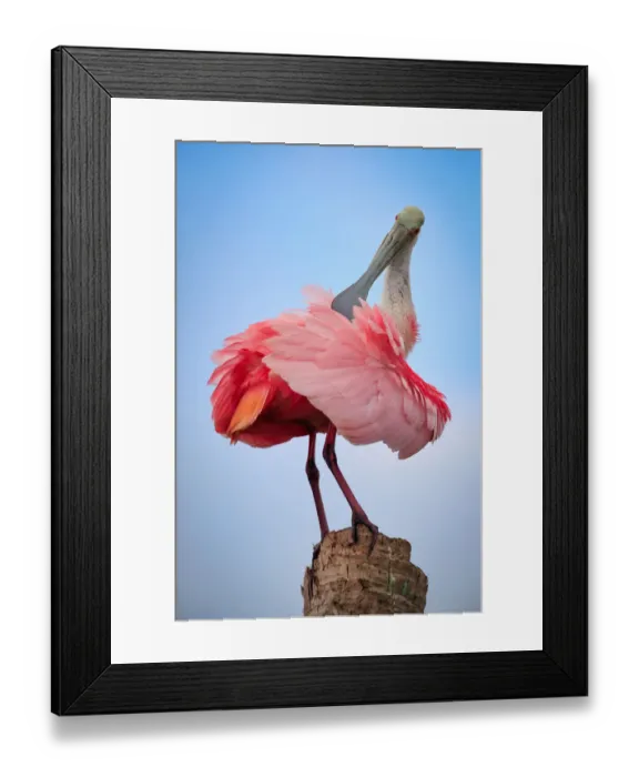 Framed Print : Preening Spoonbill sits atop a palm tree stump and preens Framed Print : Preening Spoonbill sits atop a palm tree stump and preens