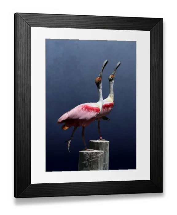 Framed Print : Two Spoonbills Posing Together on Wood Posts Framed Print : Two Spoonbills Posing Together on Wood Posts